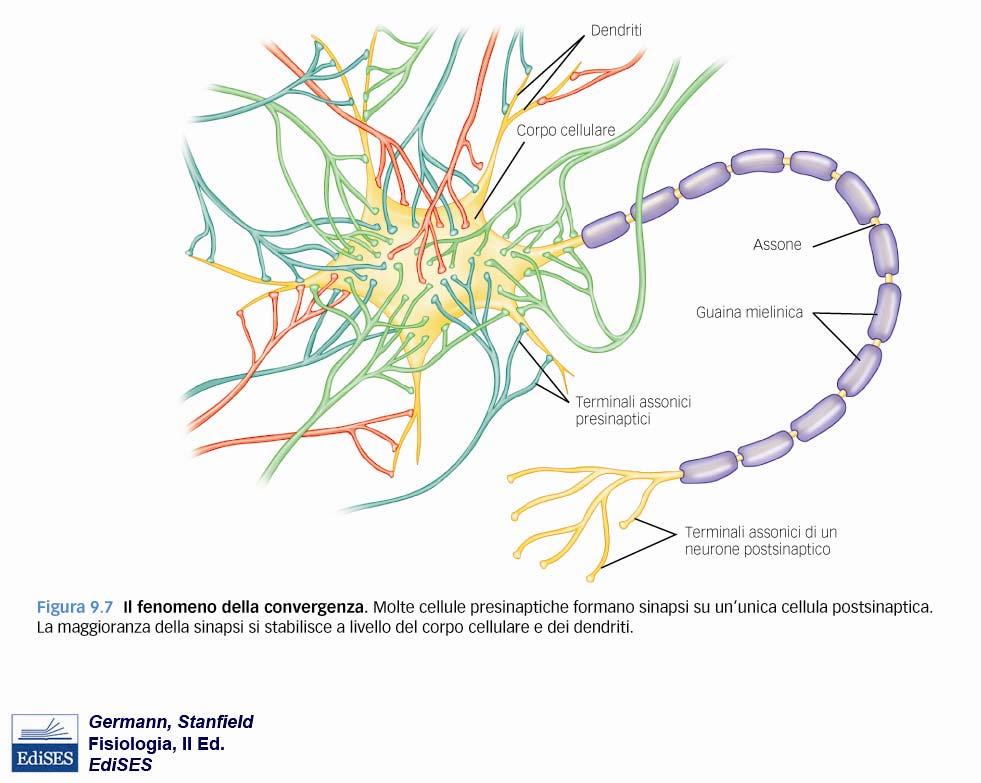 Un neurone riceve comunicazioni da centinaia o migliaia di neuroni; su di esso si genera pertanto una convergenza di imput L integrazione sinaptica operata dal neurone fa sì che quando la