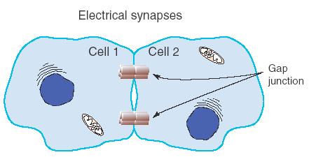 Sono forme primitive di sinapsi e non sono molto frequenti.