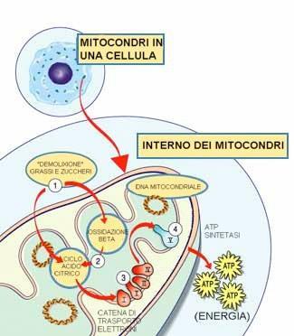Metabolismo energetico dei mitocondri Come viene degradato il glucosio Glicolisi (nel citosol) Ciclo