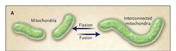 Mitocondri si dividono per semplice scissione Non è