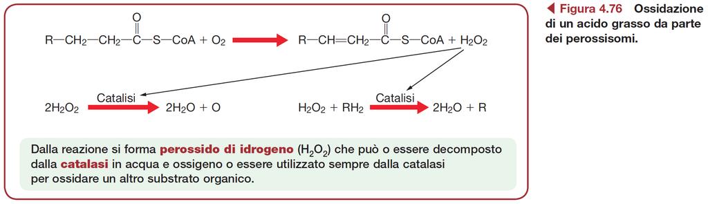 Funzioni dei perossisomi Ossidano macromolecole generando perossido d idrogeno b-ossidazione degli acidi grassi: Genera molecole che sono