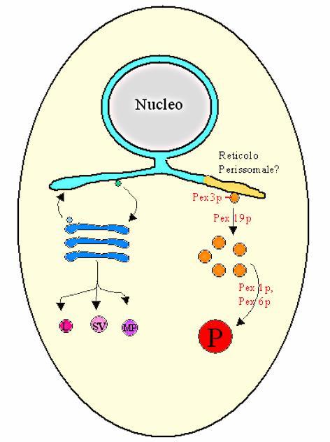 La biogenesi dei perossisomi Vescicole che contengono la proteina Pex3p si distaccano dal Reticolo Endoplasmatico.