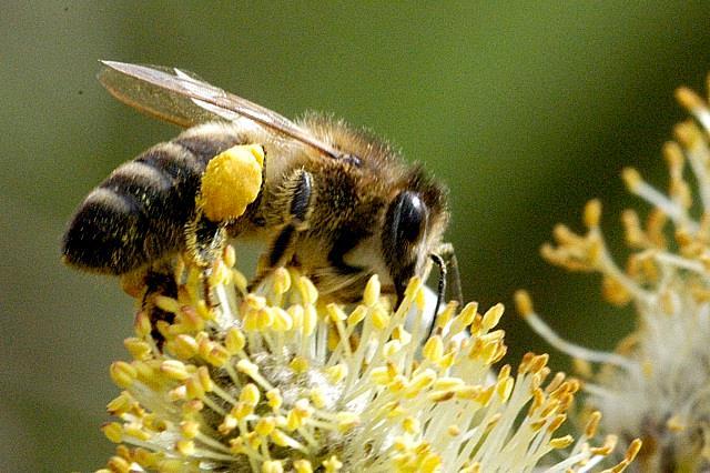 Le api hanno bisogno di una zona con buone risorse nettarifere e pollinifere, per il loro sviluppo e anche per la prevenzione di malattie (peste