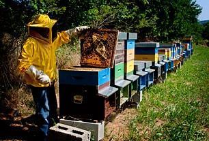 Obbligo di annotazione nel registro di alimenti somministrati alle api (tipo di prodotto, date, quantità e arnie interessate) (escluso autoconsumo) Sciroppo: aumenta la carica di
