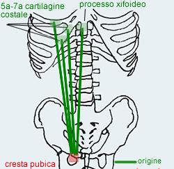 RETTO ADDOMINALE ORIGINE Con 3 fasci: quello laterale e intermedio origina