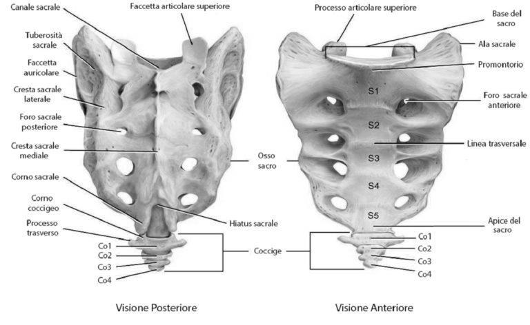 Ciascun osso iliaco durante la deambulazione ruota anteriormente e posteriormente attorno all asse anteriore in