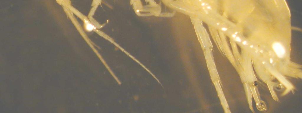 Crostaceo, Niphargidae