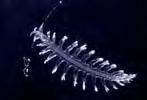 meduse e ctenofori. Un polichete planctonico (Tomopteris helgolandica).