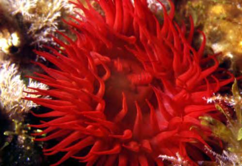 Anche un altra specie, un anemone rosso che vive attaccato agli scogli vicino alla superficie, muta