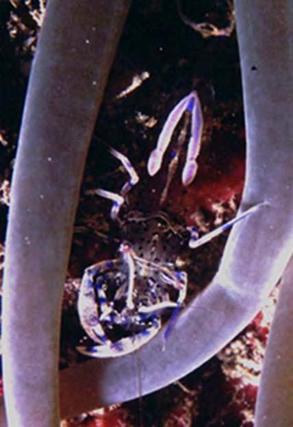 Molti non sanno che i pesci pagliaccio non sono gli unici a vivere tra i tentacoli degli anemoni, ma vi possono abitare anche altri animali, come piccoli granchi e gamberetti.