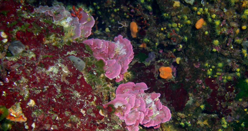 Alcune alghe rosse coralline.