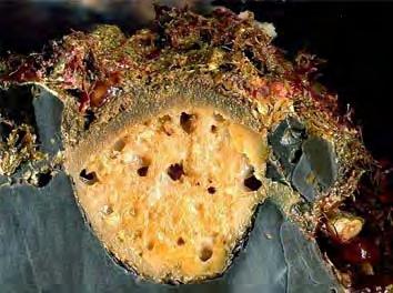 Esistono alcune specie di poriferi o spugne, ad esempio, che riescono ad insinuarsi nello scheletro calcareo delle madrepore gialle, sino a determinarne il distacco dalla