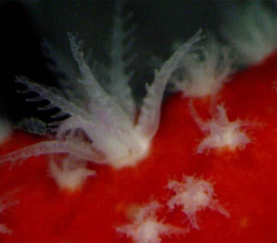 espansi. Colonie di corallo rosso (Corallium rubrum) con i polipi espansi.