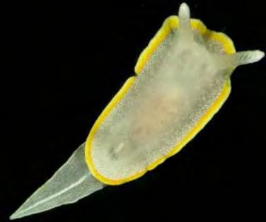 Questi ultimi sono Due nudibranchi (Cratena peregrina) su l idroide Eudendrium glomeratum.