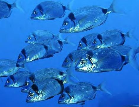 I pesci Come racconta Sir Hampton nel suo diario, lungo il Promontorio di Portofino è facile incontrare anche molte specie diverse di pesci.