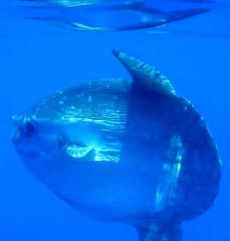 Si ciba di plancton gelatinoso e vive generalmente in mare aperto.