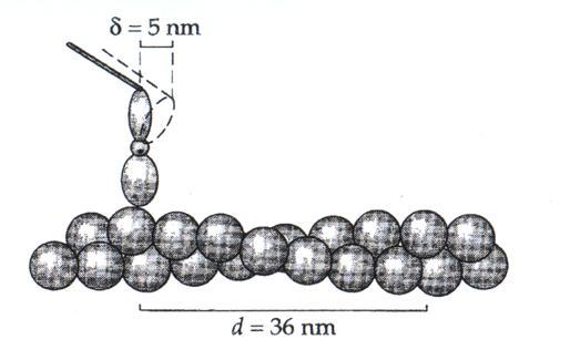 Tecnica della trappola ottica passo elementare = step size = δ = spostamento del filamento di