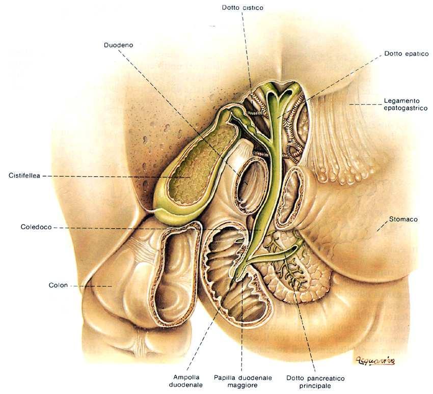 19 VIE BILIARI EXTRAEPATICHE Dotti epatici destro e