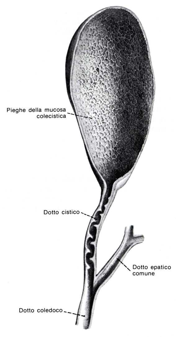 21 CISTIFELLEA Serbatoio annesso alle vie biliari Situata nella fossa cistica Forma: