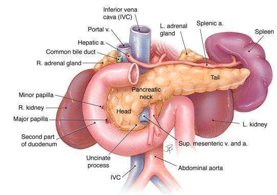 24 PANCREAS Parte endocrina (isole di Langerhans) Parte esocrina succo pancreatico enzimi proteolitici