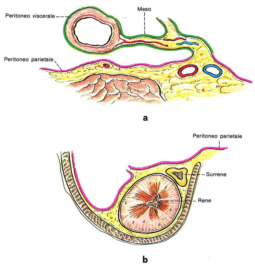 PERITONEO 34