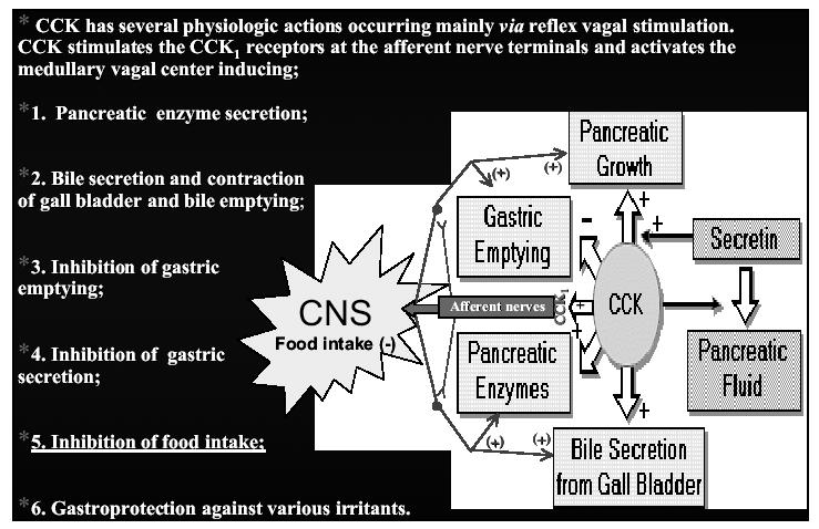 CCK Segnala presenza di nutrienti (grassi, proteine) via riflesso vagale Long Evans Takushima Fatty Rat (null CCK-A RX): aumento dimensioni pasto, iperfagia, obesità CONTROLLO DELLA ASSUNZIONE DI