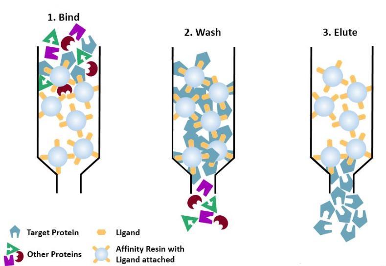 Purificazione di anticorpi monoclonali mediante cromatografia di