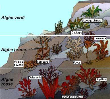 Le tallofite, o alghe pluricellulari, sono alghe macroscopiche che si fissano a un substrato.
