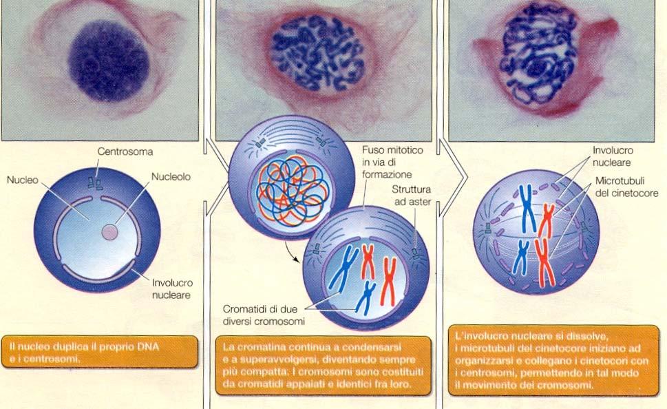La mitosi. In seguito alla divisione mitotica si originano due nuclei figli geneticamente identici fra loro e a quello della cellula che li ha generati.