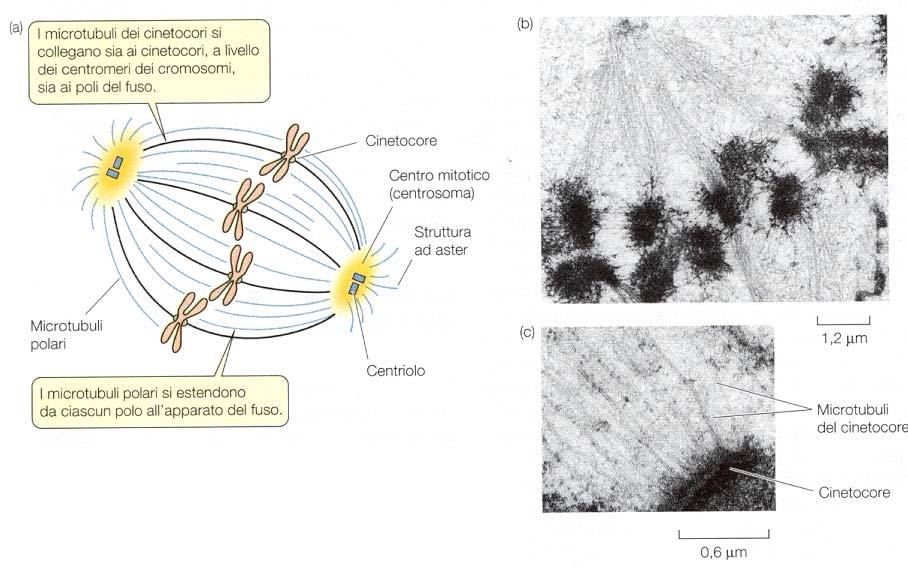 Il fuso mitotico è costituito da microtubuli: a) Schema del fuso mitotico come appare in una cellula in metafase.