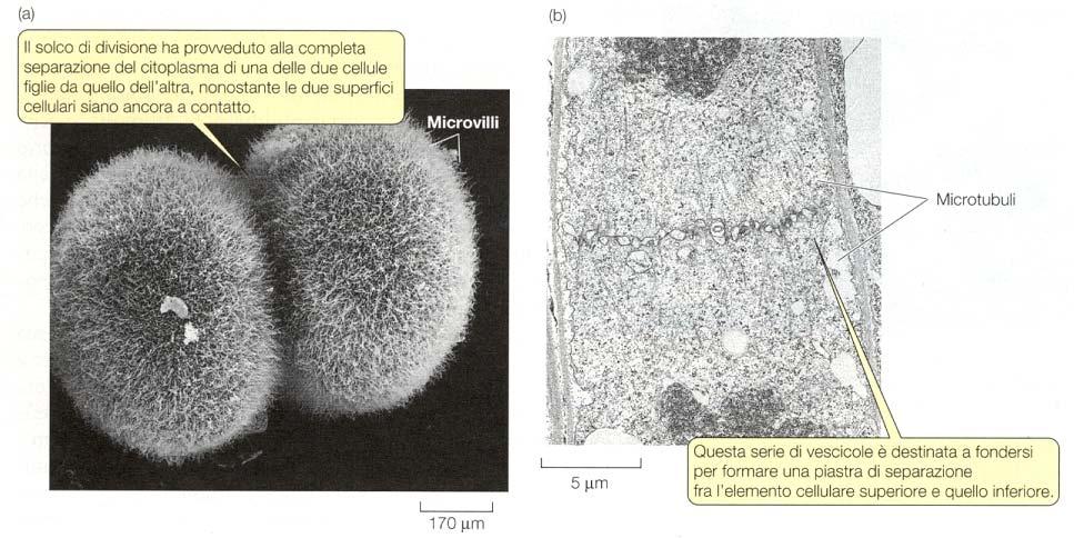 La citodieresi avviene secondo modalità diverse nelle cellule animali rispetto a quelle vegetali Le cellule vegetali sono provviste di una parete cellulare e di conseguenza mostrano differenze a