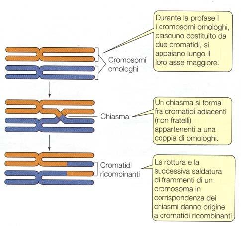 I fenomeni di crossing over danno origine a cromosomi geneticamente diversi rispetto a quelli d origine Lo scambio di materiale