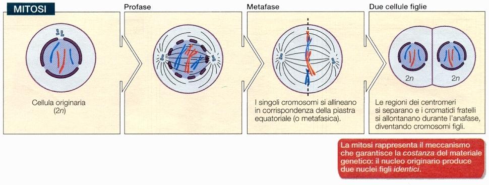 Mitosi e meiosi a confronto La meiosi si distingue dalla mitosi per la formazione delle