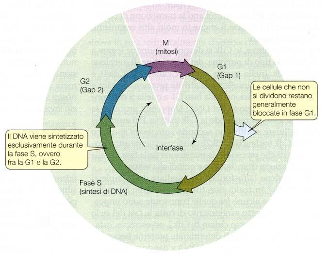 Il ciclo cellulare degli eucarioti La vita di una cellula comprende una breve fase di divisione (viola) e un interfase di durata