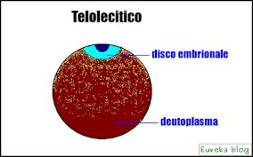 Disposizione del tuorlo: Isolecitiche: uniforme Telolecitiche: ad un polo (detto polo vitellino), citoplasma e nucleo al polo