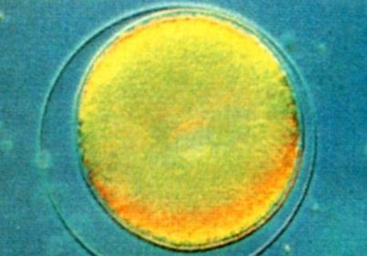 Segmentazione Lo zigote è sostanzialmente una grossa massa citoplasmatica