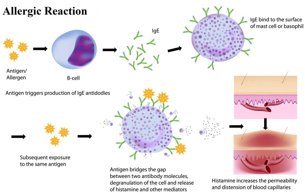 Quindi ricapitolando la proteina cationica degli eosinofili (ECP) è rilasciata dagli esosinofili attivati a causa del legame tra l'allergene introdotto nell'organismo e le IgE specifiche che sono
