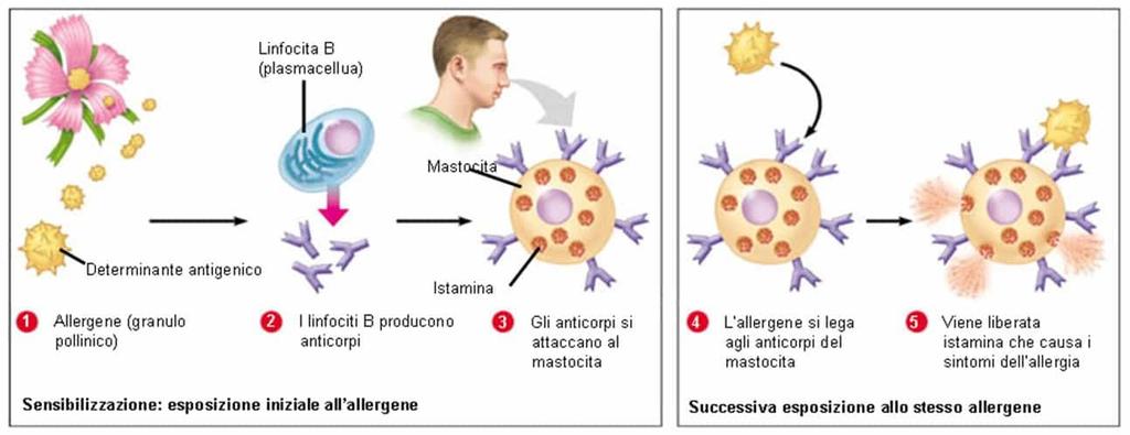 La triptasi viene rilasciata in seguito ad attivazione dei mastociti, cellule che rivestono un ruolo fondamentale nelle reazioni allergiche e che aumentano di numero in condizioni