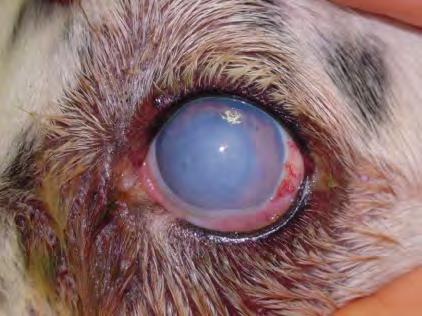Onicogrifosi TERAPIA: 24/25 cani MALATI hanno effettuato una