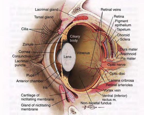 diagnosi di leishmanie nelle gh lacr Palpebre Ghiandole lacrimali mm.