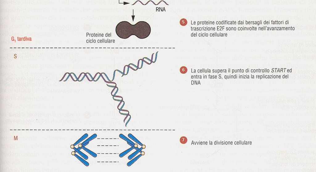 geni bersaglio Cellule con tendenza a muoversi rapidamente nel ciclo + Altri freni Falliscono