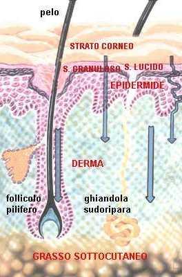 LA PELLE E un organo Vivo Impermeabile Protettivo