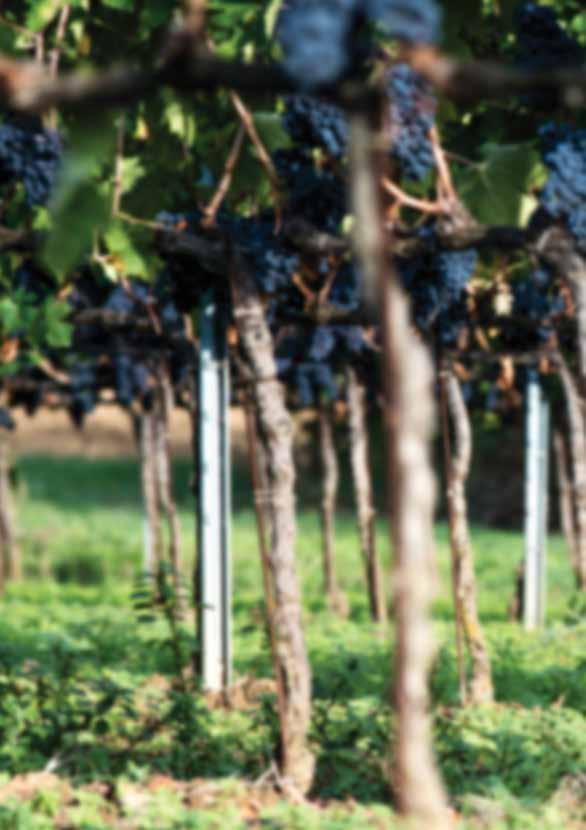 Principi Fondamentali Mi sento libero di interpretare il vino ascoltando cio che la natura intende comunicarci, per questo sono convinto che il lavoro per creare un grande vino inizia nel vigneto,