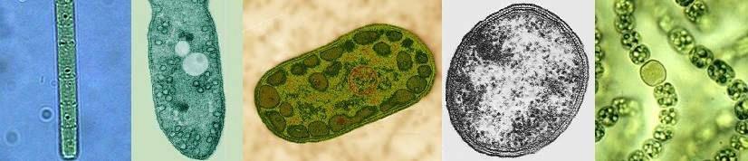 Fotosintesi: la fotosintesi clorofilliana L ATPasi è alimentata da un flusso di protoni (H + ) che i batteri fotosintetici producono per ossidazione di varie sostanze (CH 4, H 2 S, NH 3, ecc.