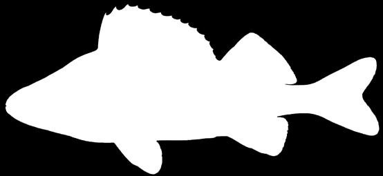 Questi pesci spesso si trovano nelle vicinanze di giunchi e canneti,