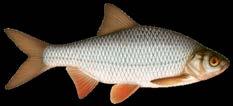 Il pesce persico può essere catturato utilizzando vermi, spinner, popper,