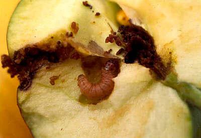 La Cydia pomonella è una specie tipicamente carpofaga, infeudata pesantemente sulle pomacee a frutti grossi, con una deviazione alimentare per il noce.