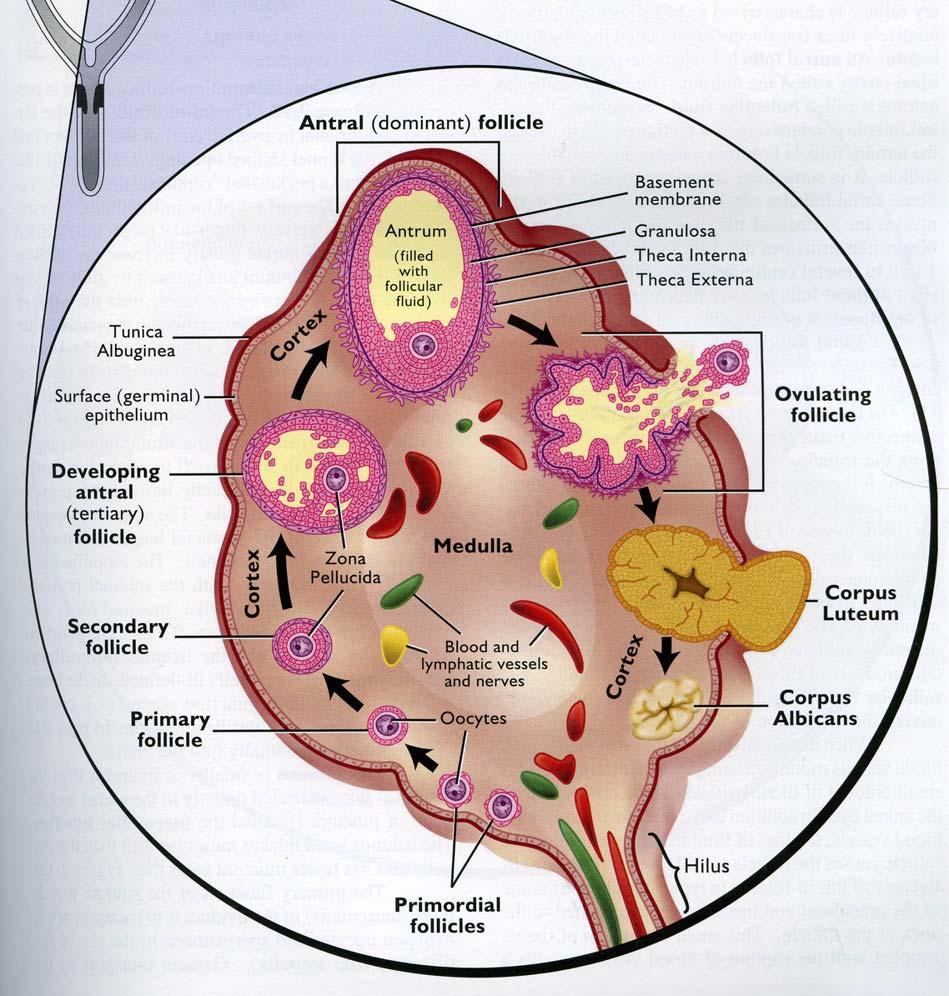 Senger Pathways to preganacy and