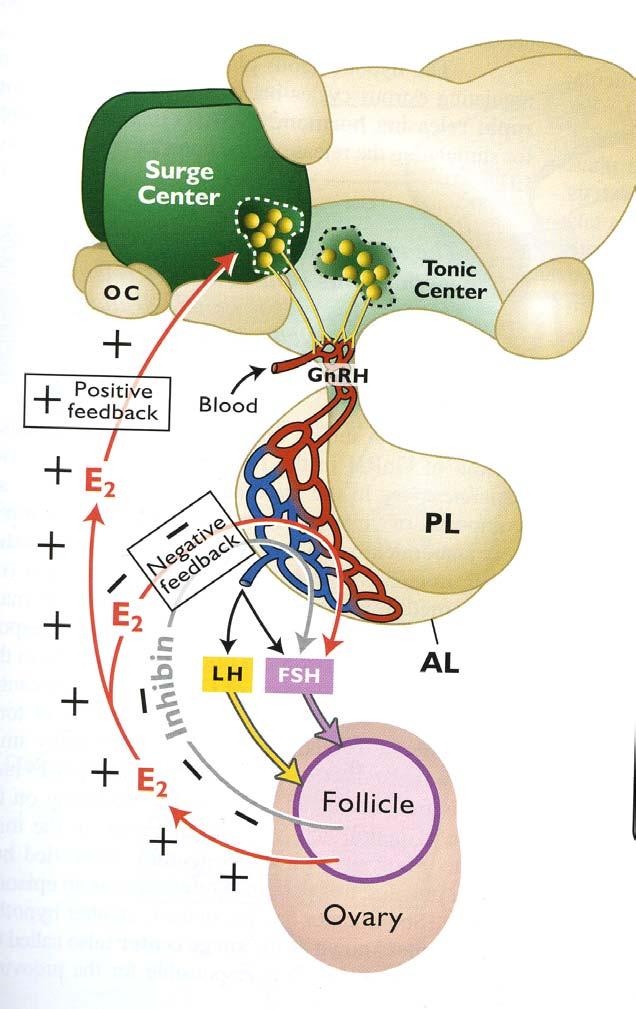 Senger Pathways to preganacy and