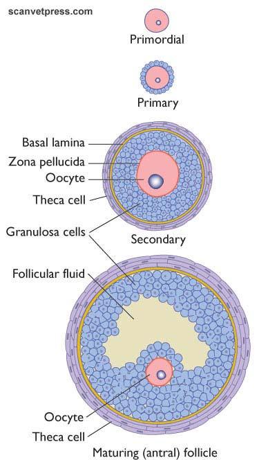 Follicoli secondari: da proliferazione cell follicolari ( cell della granulosa) Strato cell granulosa aderenti a oocita: CORONA RADIATA interconnessa con ponti citoplasmatici a ooplasma attraverso